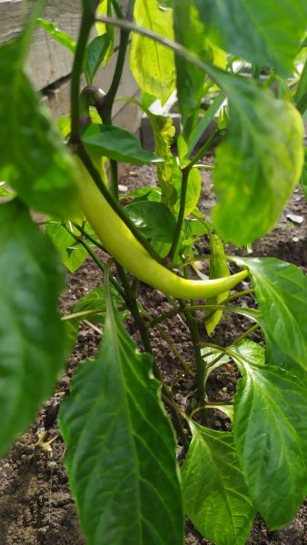 IMG_20210527_171049