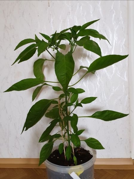JalapenoB