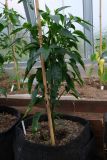 Etna peperoncino 7.6.2021