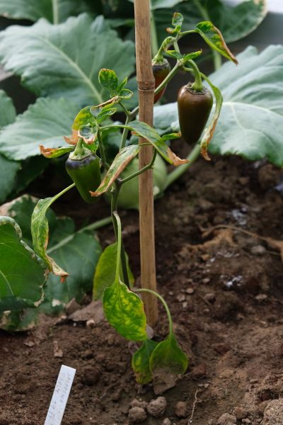 Jalapeno early 7.6.2021
