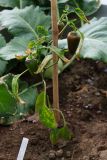 Jalapeno early 7.6.2021