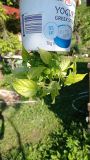 IMG_20210609_072456
