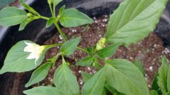 IMG_20210611_164238