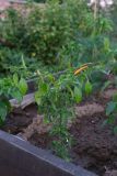 Thai orange 17.6.2021