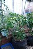 Aji challuaruro yellow 17.6.2021