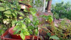 IMG_20210624_053705