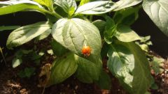 IMG_20210626_094302