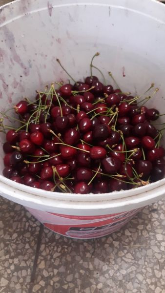 IMG-20210626-WA0014