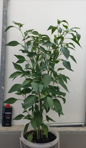 tabasco