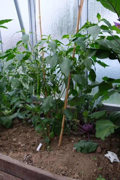 Aji Guyana 2.7.2021