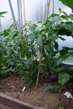 Aji Guyana 2.7.2021