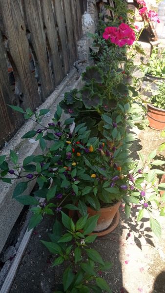 IMG_20210707_111657