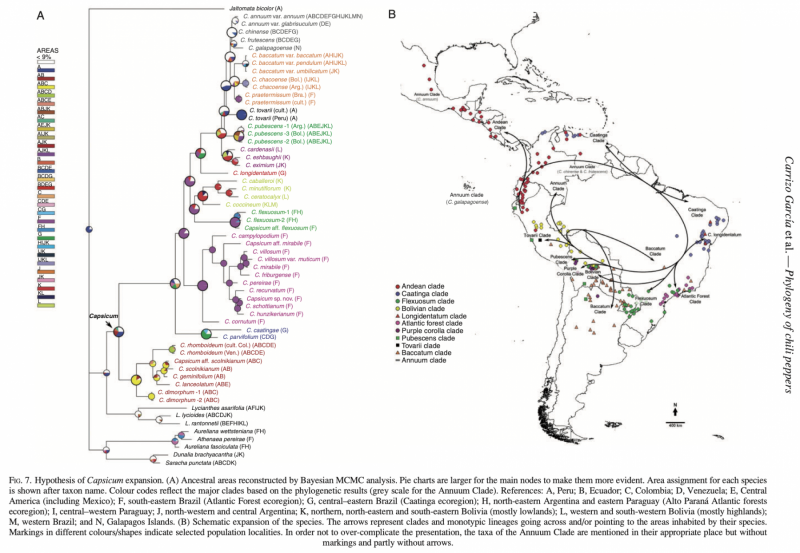 phylogenyofchillipeppers_map