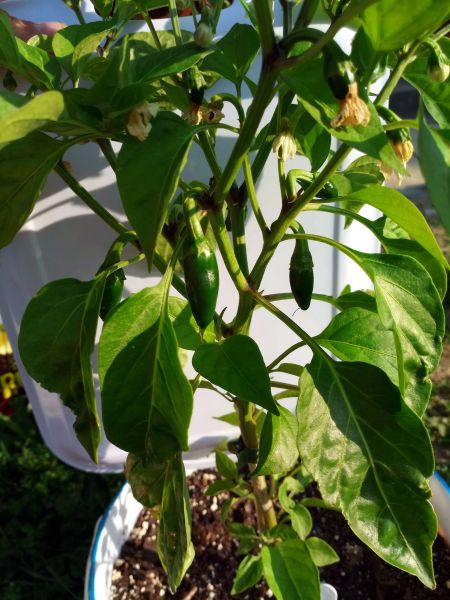Jalapeňo jalastar