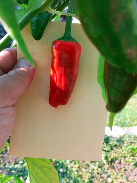 Pimientos de padron