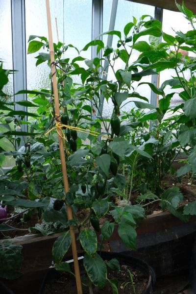 Jalapeno M. 14.7.2021_resize_38
