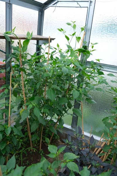 Aji melocoton yellow 14.7.2021_resize_26