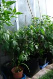 Mini rocoto brown 14.7.2021_resize_63
