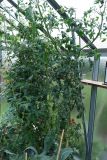 skleníková rajčata 14.7.2021_resize_52