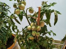 IMG_20210713_131607