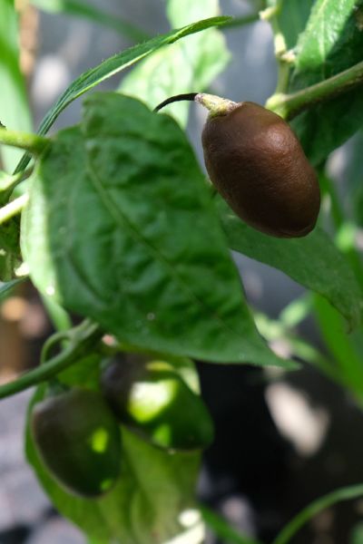 Mini rocoto brown  18.7.2021