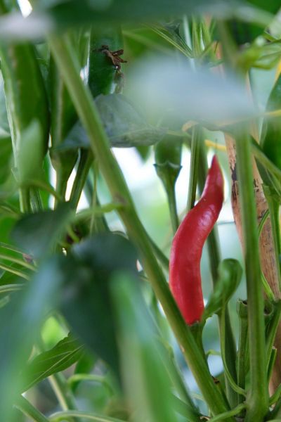 Etna peperoncino  18.7.2021