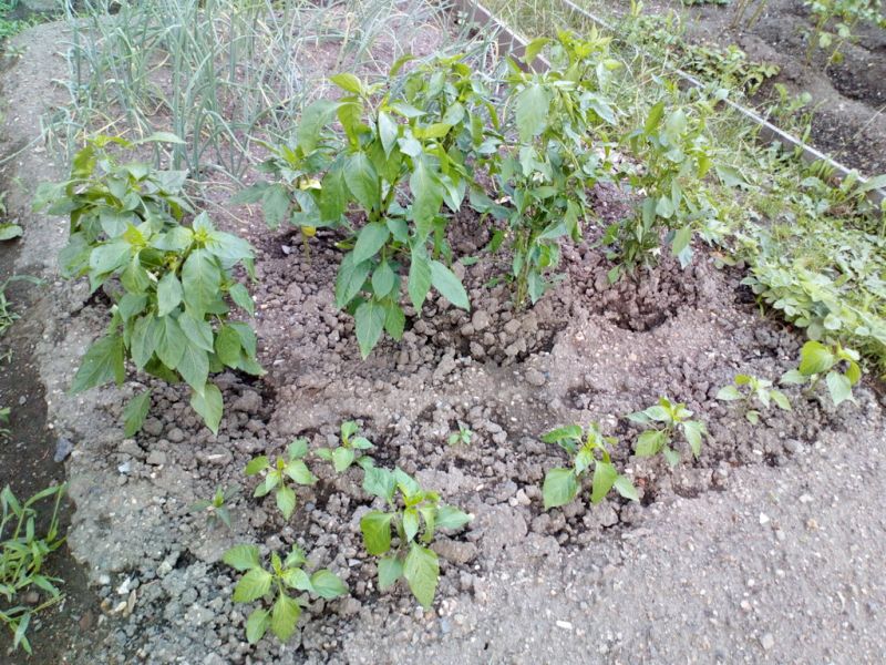 Chilli_a_papriky_20210720