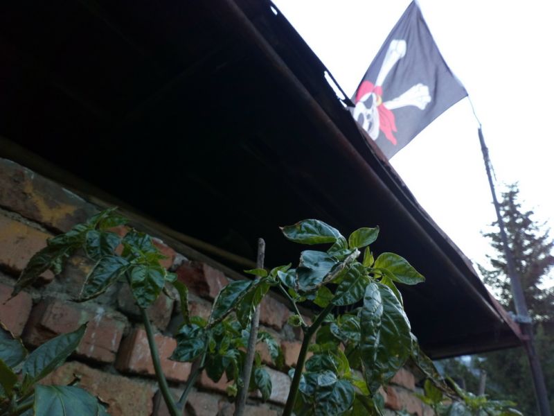 Pirates_20210719