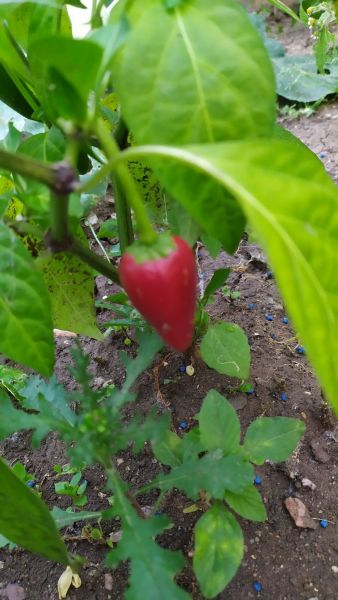 IMG_20210720_194756