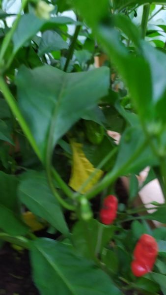 IMG_20210720_194955
