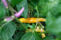 Aji challuaruro yellow 23.7.2021