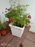IMG_20210722_175644