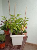 IMG_20210722_180631