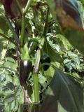 Jalapeno_20210726