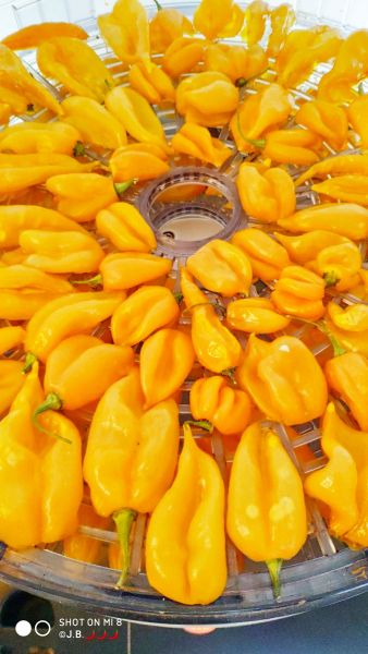 IMG_20210708_125008