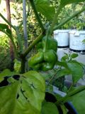 IMG_20210731_190137