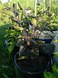 IMG_20210731_184907