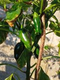 JalapenoEarly_20210803