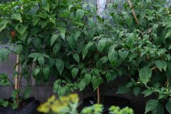 Mini rocoto brown 4.8.2021