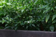 Thai orange 4.8.2021