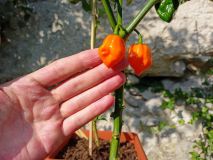 OrangeHabanero_20210812