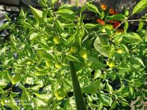 IMG_20210812_091025