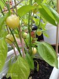 IMG_20210812_192217