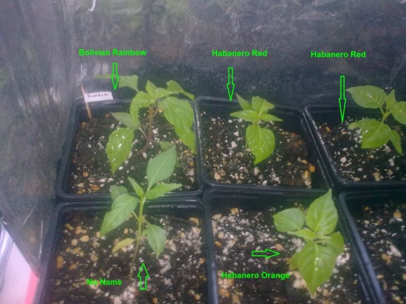 Chilli F2