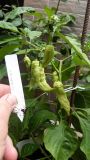 IMG-20210816-WA0021