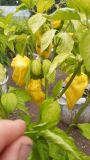 IMG-20210817-WA0024