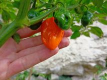 OrangeHabanero_20210822