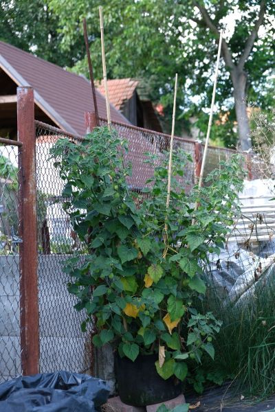 Mochyně Peruánská 25.8.2021