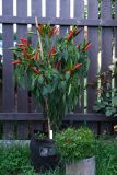 Etna peperoncino 25.8.2021