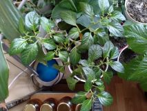 IMG_20211002_115330
